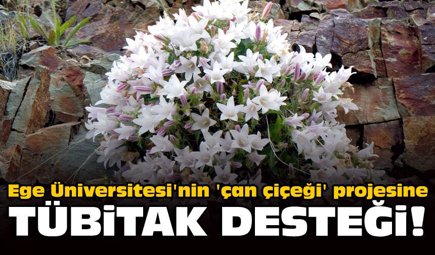 Ege Üniversitesi'nin 'çan çiçeği' projesine TÜBİTAK desteği!
