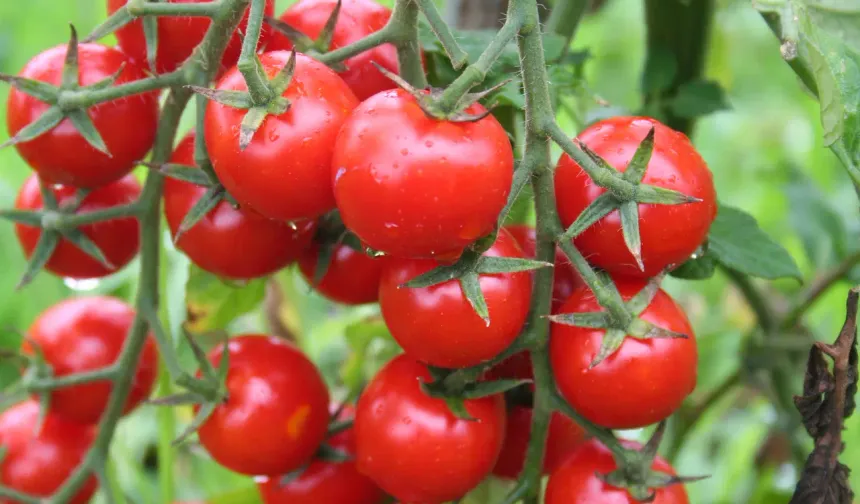 Bilim insanlarından 'patlamış mısır kokulu' domates