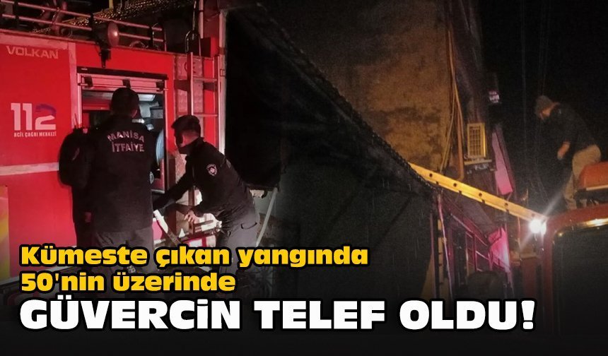 Kümeste çıkan yangında 50'nin üzerinde güvercin telef oldu!