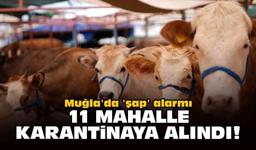 Muğla'da 'şap' alarmı: 11 mahalle karantinaya alındı