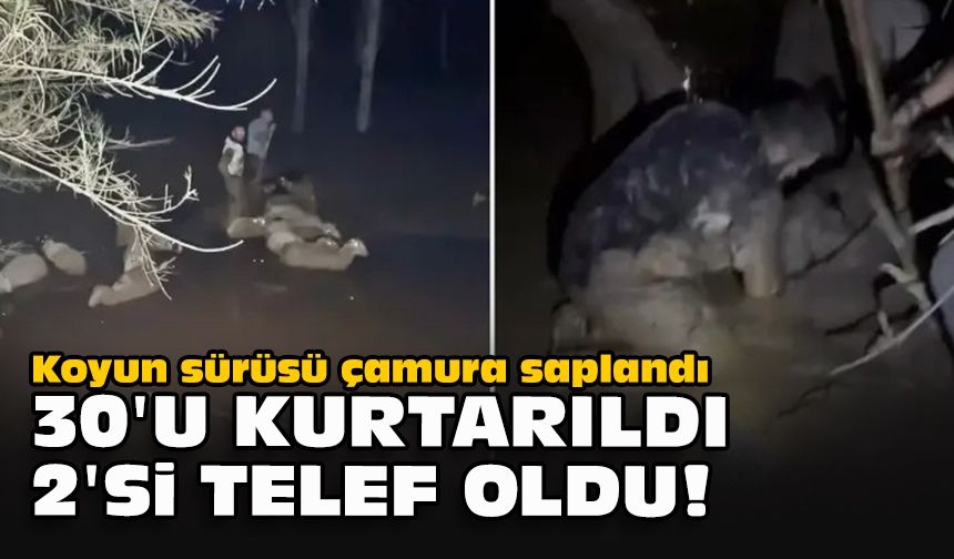Koyun sürüsü çamura saplandı... 30'u kurtarıldı 2'si telef oldu!