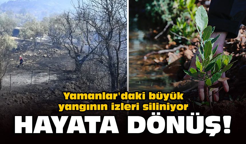 Yamanlar'daki büyük yangının izleri siliniyor: Hayata dönüş!