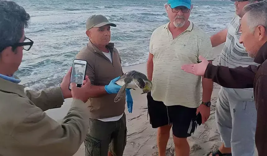 Kuşadası'nda bir ölü deniz kaplumbağası daha sahile vurdu