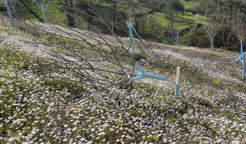 Aydın'da zeytin ve incir ağaçları tahrip edildi: Jandarma inceleme başlattı!