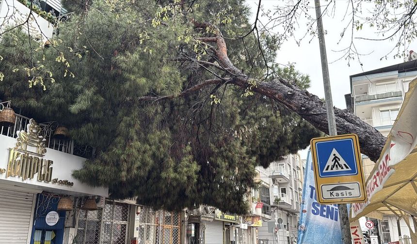 Efeler'de devrilen ağaç binada hasara yol açtı