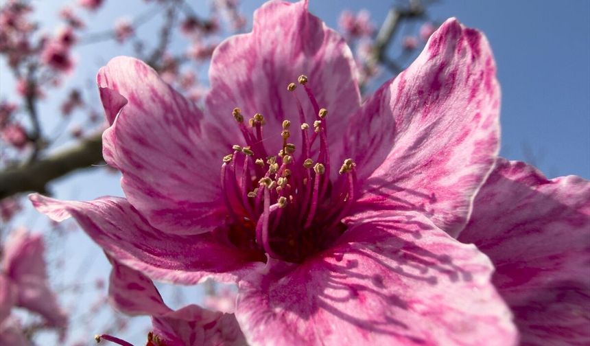 İzmir'de pembe çiçek açan şeftali ağaçları bahçelere renk kattı