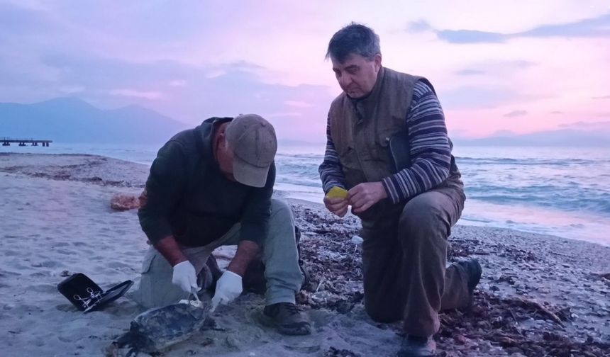 Kuşadası'nda 4 deniz kaplumbağası daha ölü bulundu