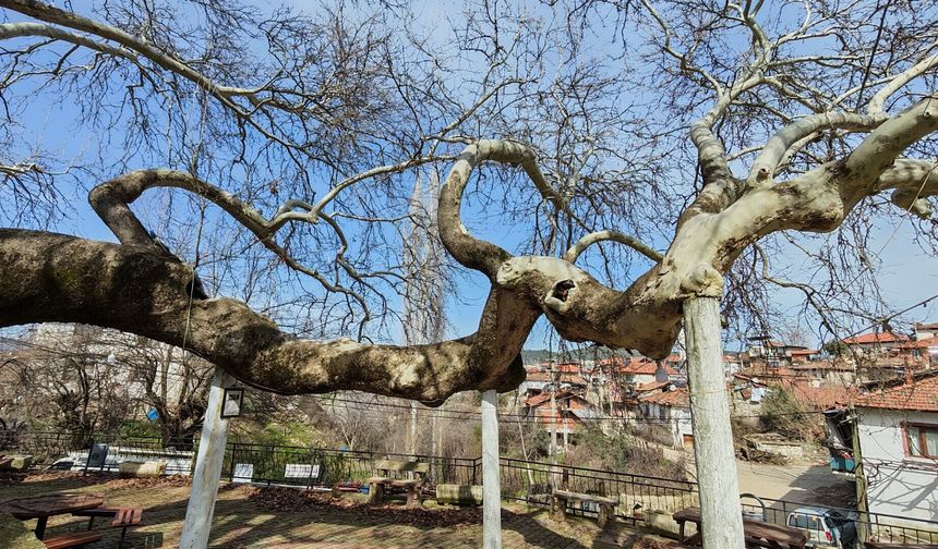 Görenleri hayran bırakıyor: Tam 2 bin yıllık!