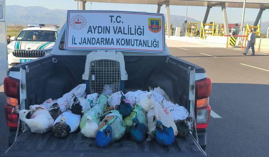 Jandarmanın durdurduğu yolcu otobüsünde 12 tavus kuşu ele geçirildi