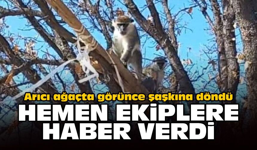 Arıcı ağaçta görünce şaşkına döndü: Hemen ekiplere haber verdi