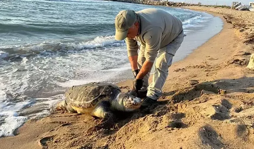 Aynı gün 3 deniz kaplumbağası ölü bulundu