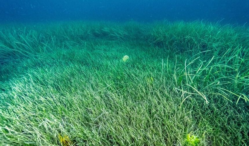 Deniz çayırları iklim değişikliğiyle mücadelede kritik role sahip