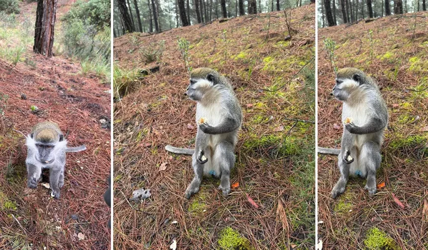 Mantar aramak için gittiği ormanda maymun buldu