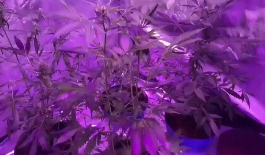 Evinde Hint keneviri yetiştiren şüpheliyi jandarma enseledi!