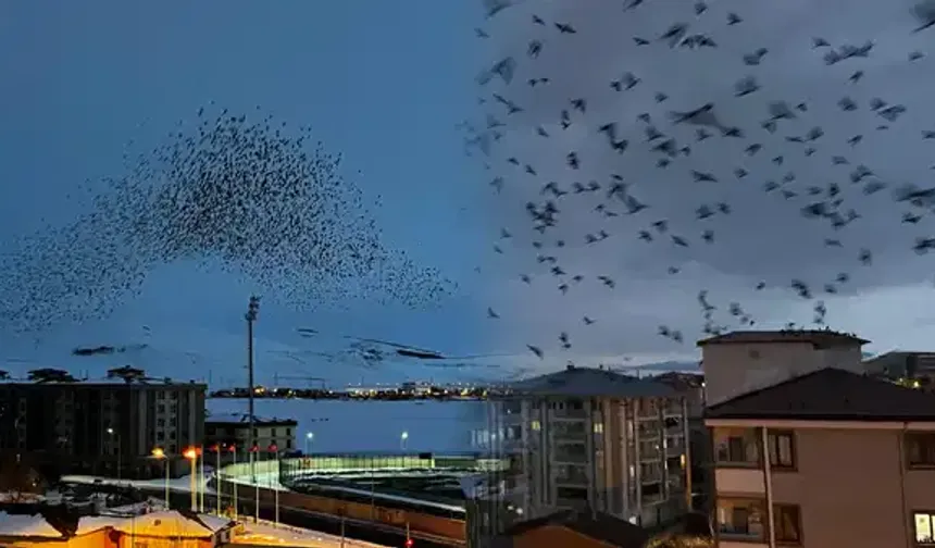 Görenler hayrete düştü: Binlerce karga gökyüzünü kapladı