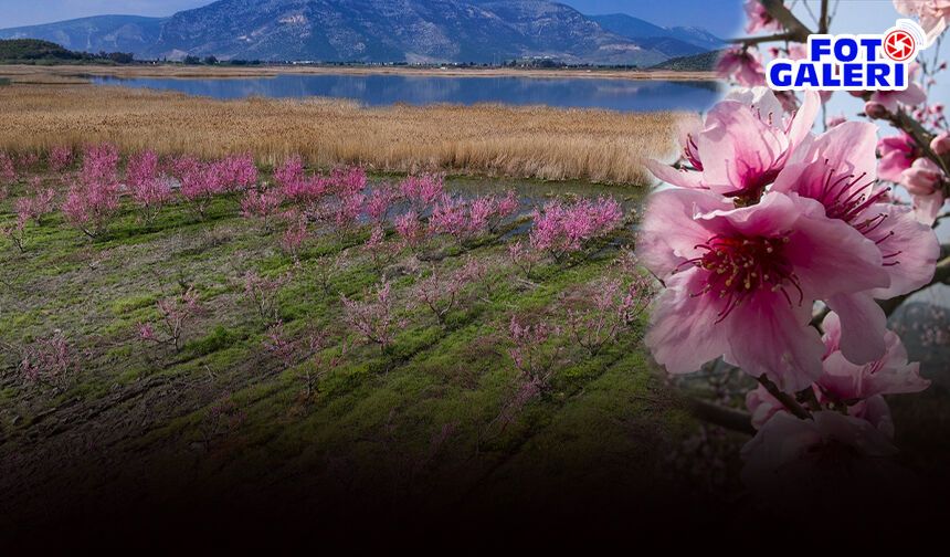 İzmir’in şeftali cenneti Selçuk’ta kartpostallık manzara