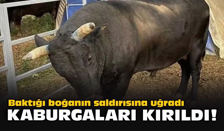 Baktığı boğanın saldırısına uğradı... Kaburgaları kırıldı!