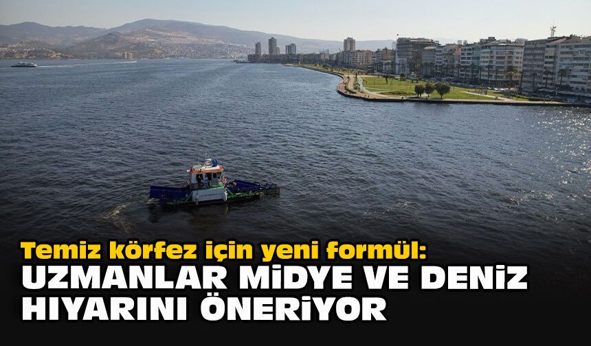 Temiz körfez için yeni formül: Uzmanlar midye ve Deniz hıyarını öneriyor