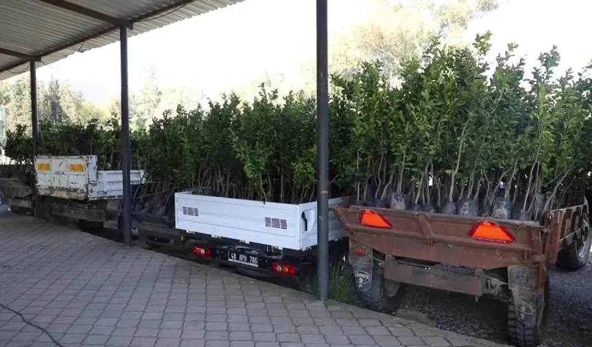 Muğla'da zirai dondan etkilenen üreticilere destek verildi