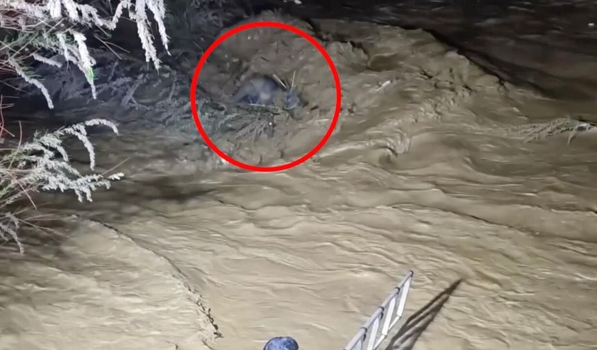 Taşan çayın sularına kapıldı: Ağaç dallarıyla hayata tutundu