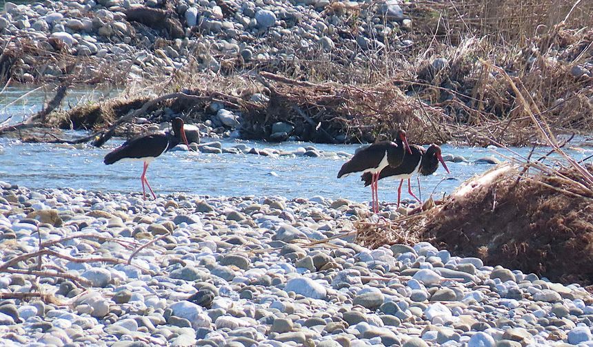 Türkiye’de nadir rastlanan karaleylekler Muğla’da görüntülendi!
