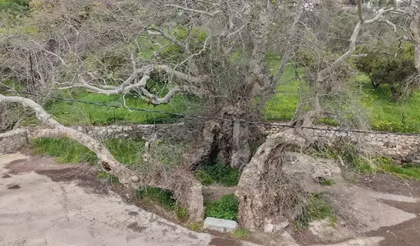 Yürüyüş yaparken bulundu: 2 bin yıllık olduğu düşünülüyor!