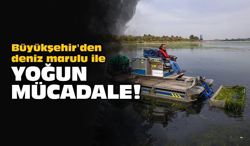 Büyükşehir'den deniz marulu ile yoğun mücadele!