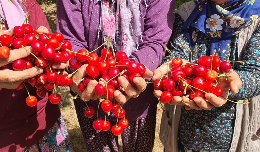 Coğrafi tescilli Demirci kirazında hedef 20 bin ton rekolte