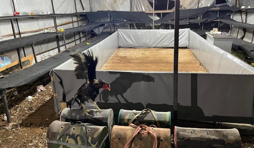 Horoz dövüştüren 11 kişiye 143 bin lira ceza!