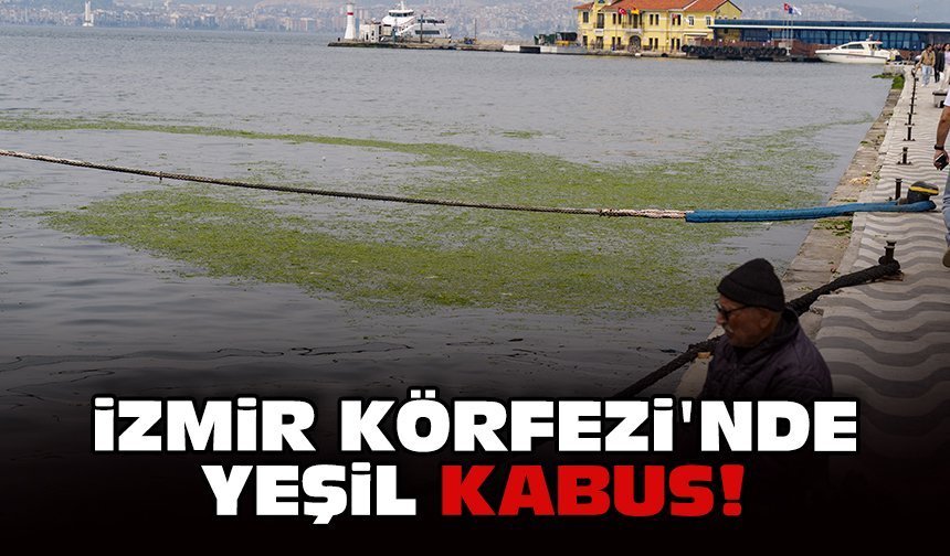 İzmir Körfezi'nde yeşil kabus!