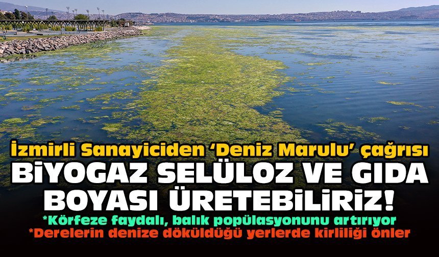 İzmirli Sanayiciden ‘Deniz Marulu’ çağrısı: Biyogaz selüloz ve gıda boyası üretebiliriz!