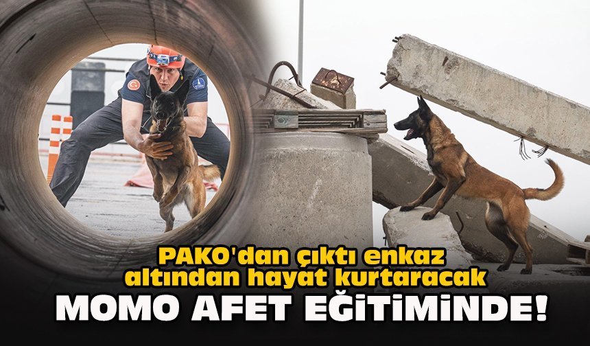 PAKO'dan çıktı enkaz altından hayat kurtaracak... Momo afet eğitiminde!