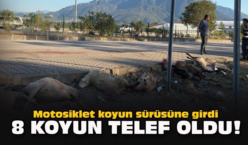 Motosiklet koyun sürüsüne girdi: 8 koyun telef oldu!