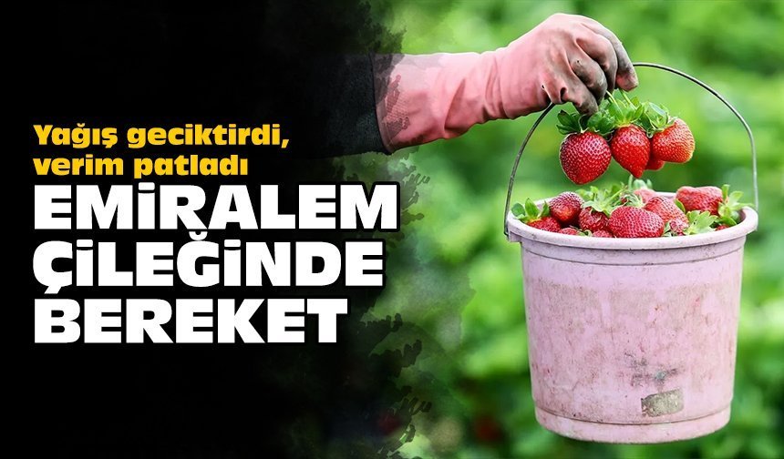 Yağış geciktirdi, verim patladı: Emiralem Çileğinde Bereket