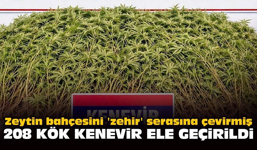 Zeytin bahçesini 'zehir' serasına çevirmiş: 208 kök kenevir ele geçirildi