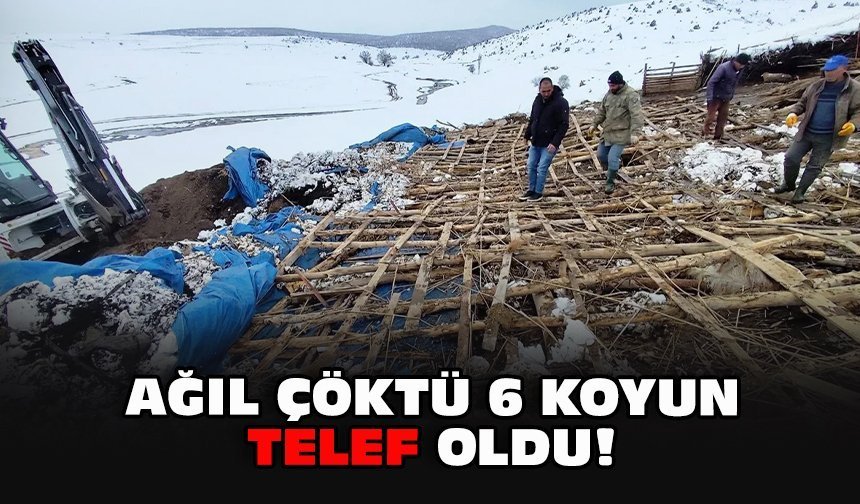Ağıl çöktü 6 koyun telef oldu!