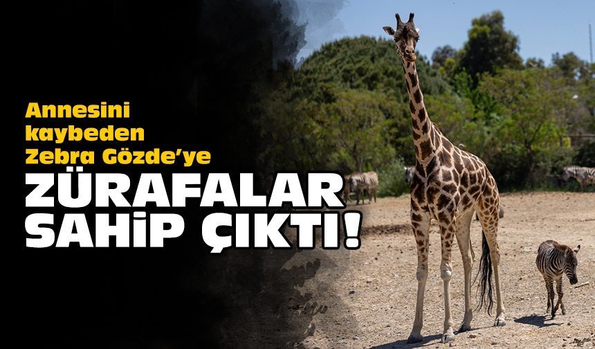 Annesini kaybeden Zebra Gözde’ye zürafalar sahip çıktı