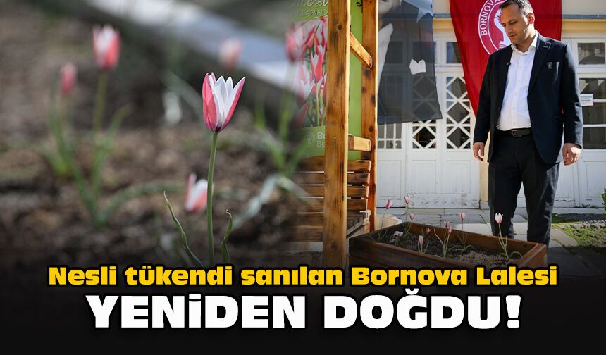 Nesli tükendi sanılan Bornova Lalesi yeniden doğdu!