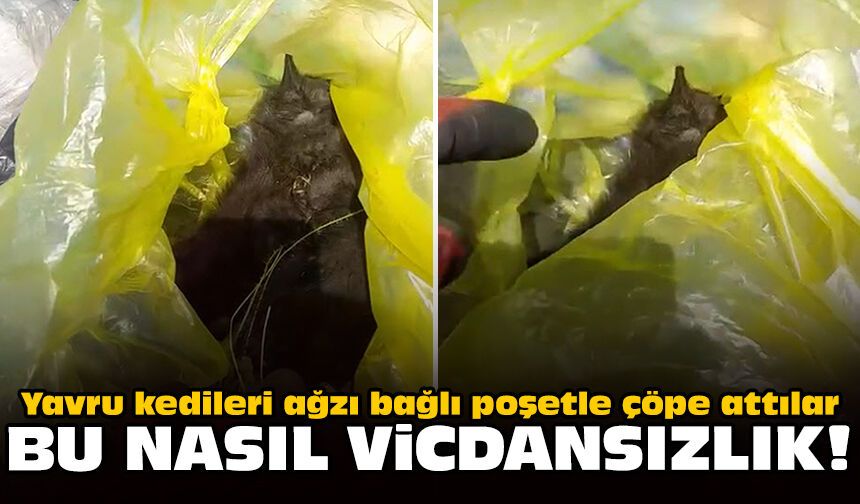 Bu nasıl vicdansızlık: Yavru kedileri ağzı bağlı poşetle çöpe attılar!