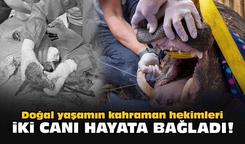 Doğal yaşamın kahraman hekimleri iki canı hayata bağladı!