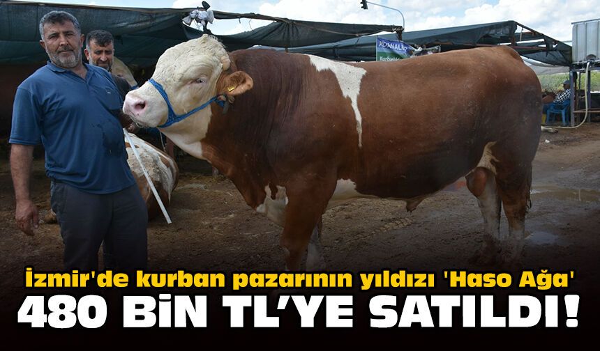 İzmir'de kurban pazarının yıldızı 'Haso Ağa' 480 bin TL'ye satıldı!