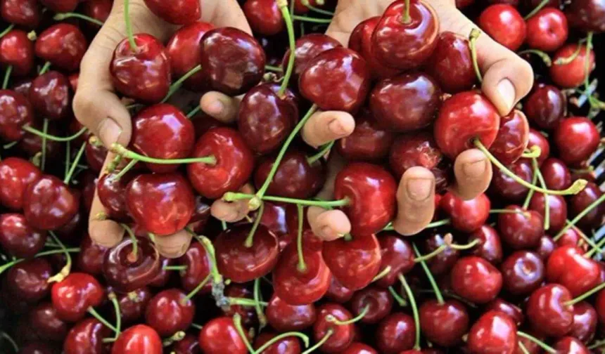 Kirazda don riski atlatıldı: Rekolte beklentisi yükseldi