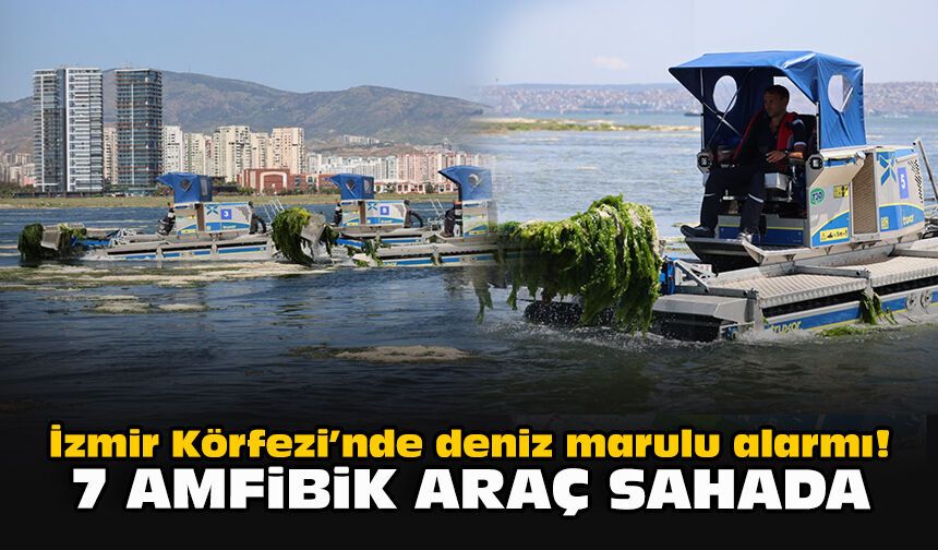 İzmir Körfezi’nde deniz marulu alarmı! 7 amfibik araç sahada