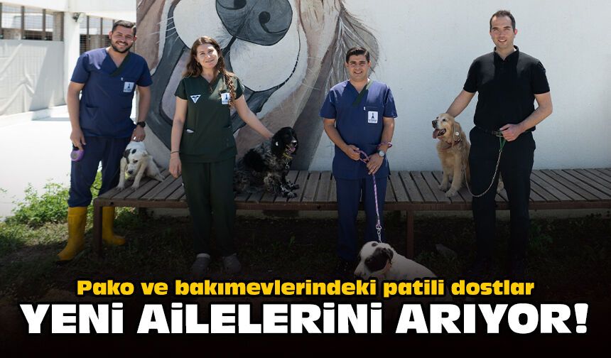 Pako ve bakımevlerindeki patili dostlar yeni ailelerini arıyor