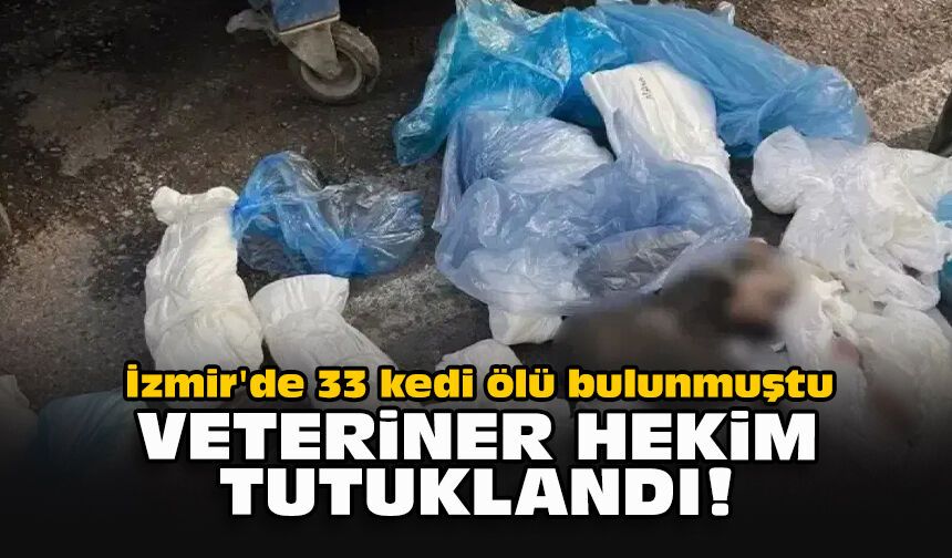İzmir'de 33 kedi ölü bulunmuştu... Veteriner hekim tutuklandı!