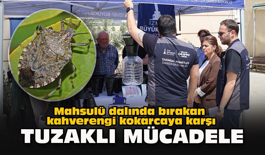 Mahsulü dalında bırakan kahverengi kokarcaya karşı tuzaklı mücadele