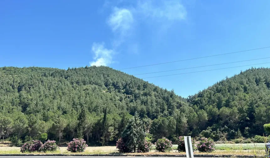 Manisa'da orman yangını