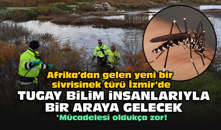 Afrika’dan gelen yeni bir sivrisinek türü İzmir’de... Tugay bilim insanlarıyla bir araya gelecek