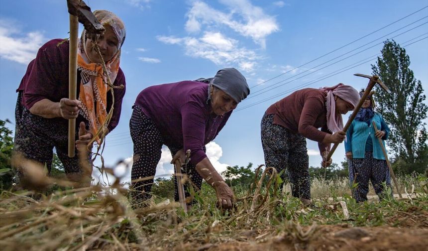 Ula'da sarımsak festivali yapıldı