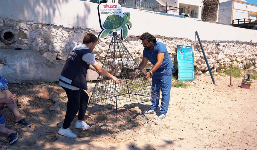 Didim'de caretta caretta yuvaları koruma altına alındı